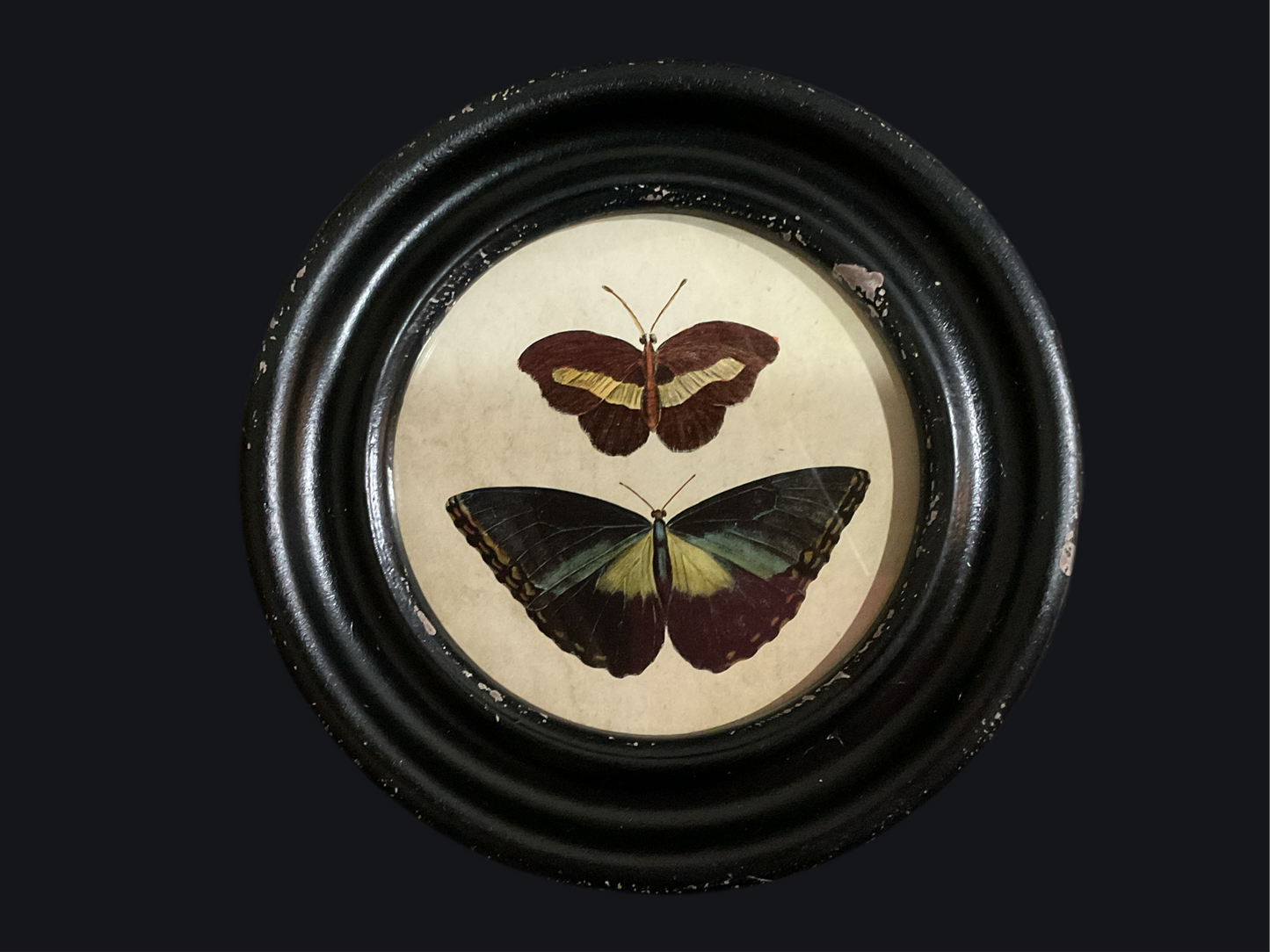 Framed Moths & Butterflies