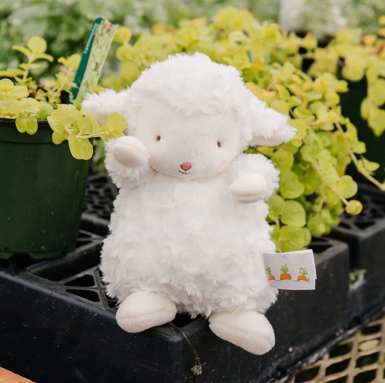 Wee Kiddo the Lamb